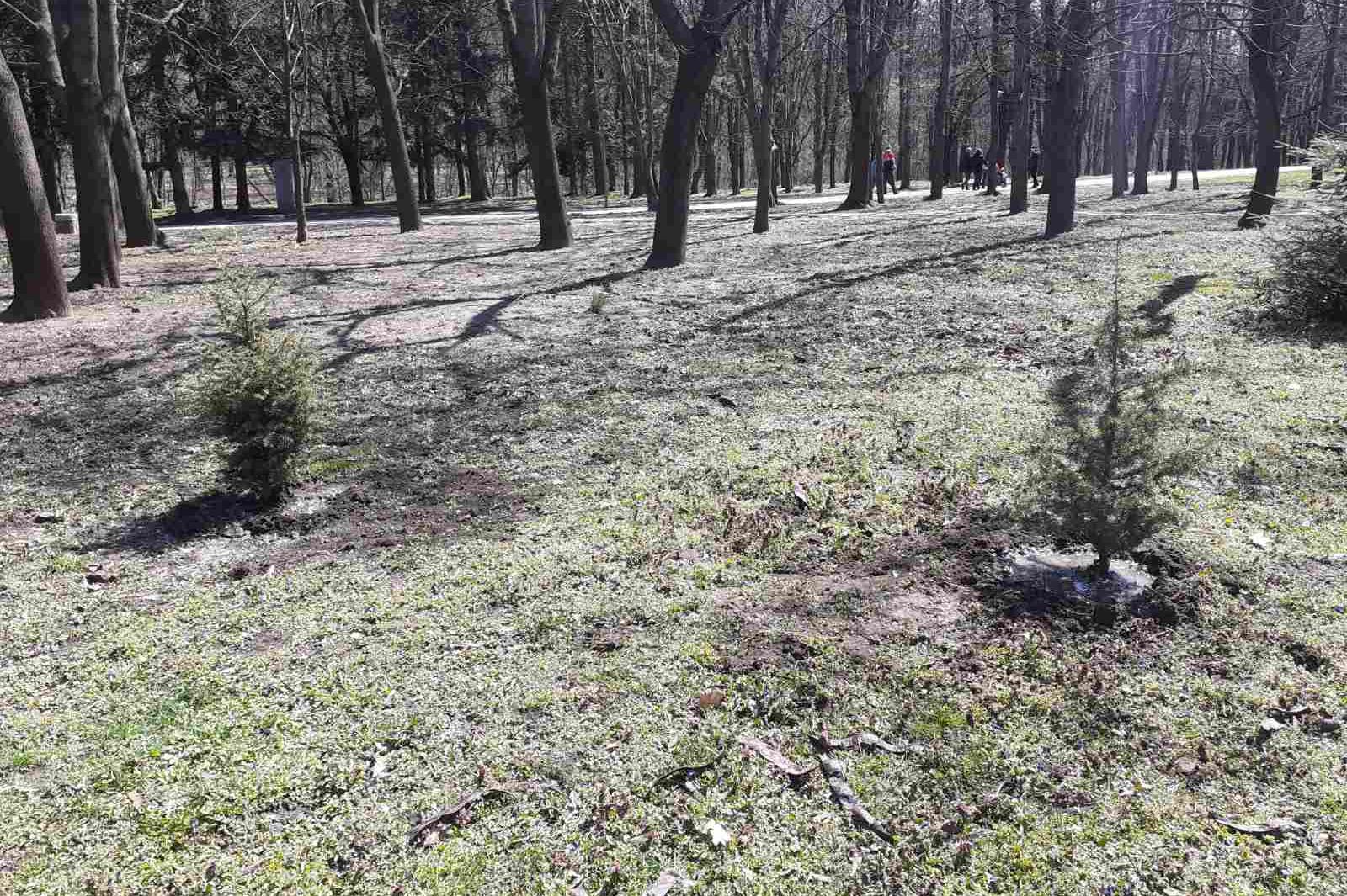 Засадиха две кедрови дръвчета и еводии в столичния Южен парк (СНИМКИ)