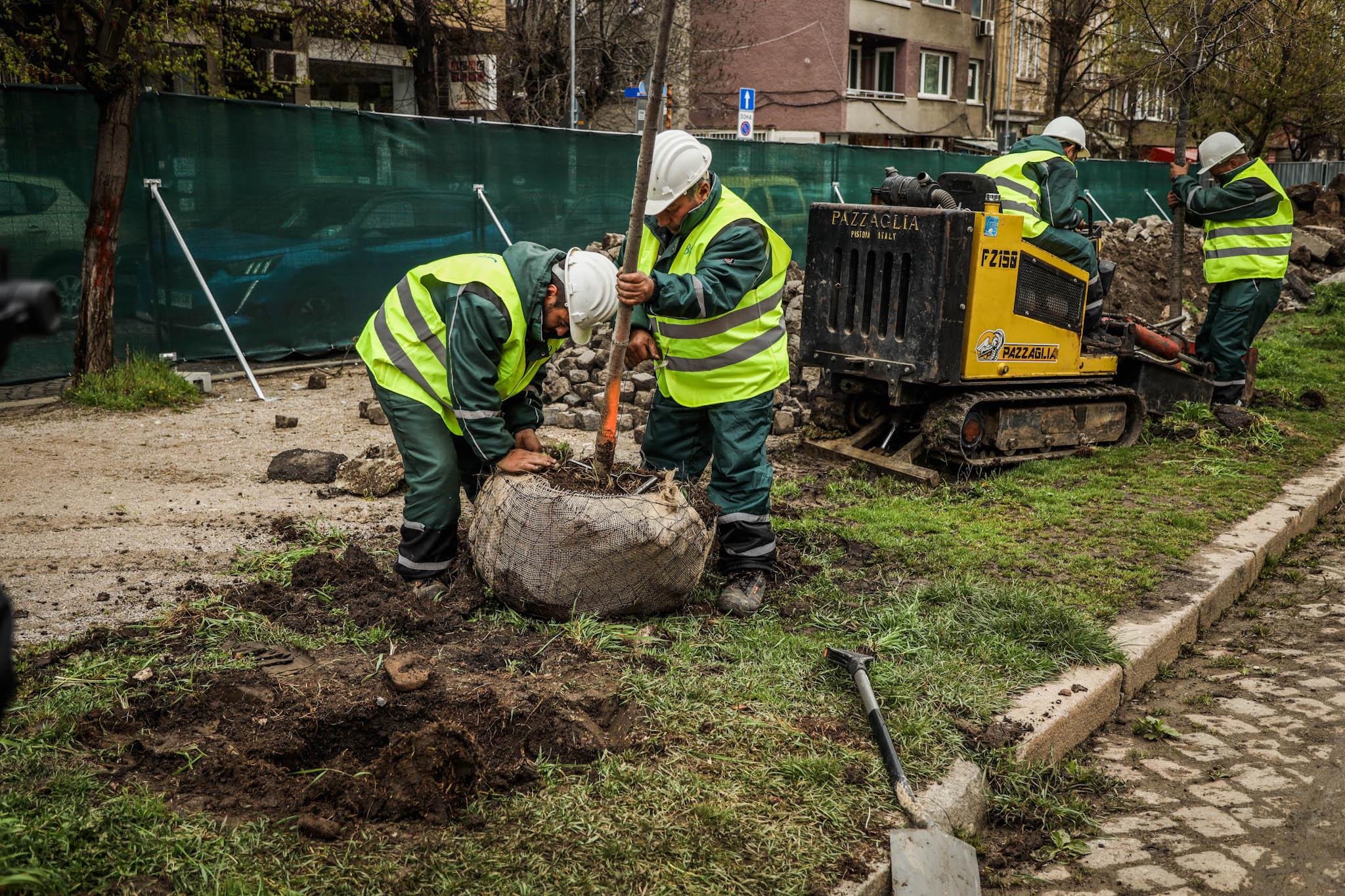 Заради ремонта на бул. „Цар Борис III“: Местят дървета от площад "Македония