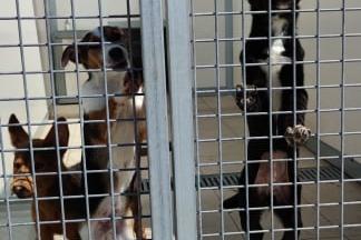 22 кучета от столични приюти заминават при новите си  стопани в Германия