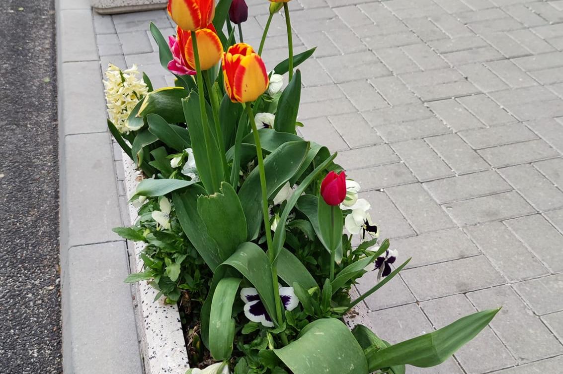 Пъстри цветя радват столичани в квартал „Лозенец“ (СНИМКИ)
