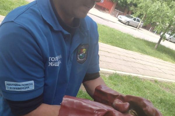 АПП в София: Екипите евакуираха деца, спасиха пате и куче и обезопасиха мин