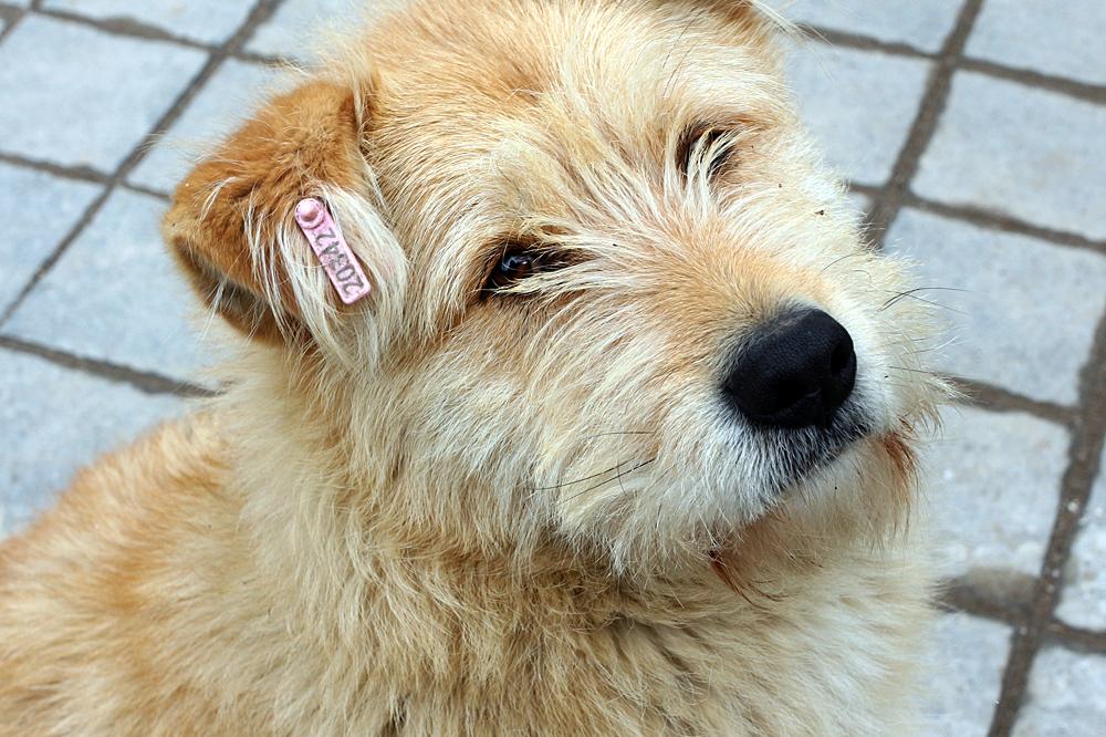 "Екоравновесие": Най-много сигнали за бездомни кучета се подават от "Панчар