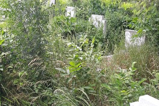 Преди Черешова Задушница: Гробищата в “Малашевци” се превърнаха в джунгла (