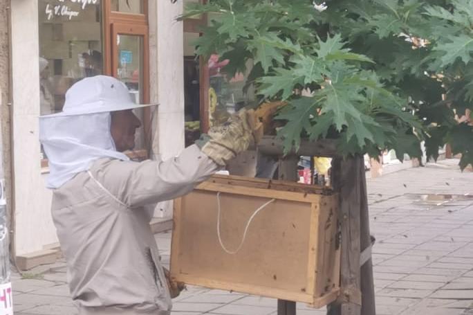 Спасяване на пчелно семейство, настанило се близо до сградата на район "Въз