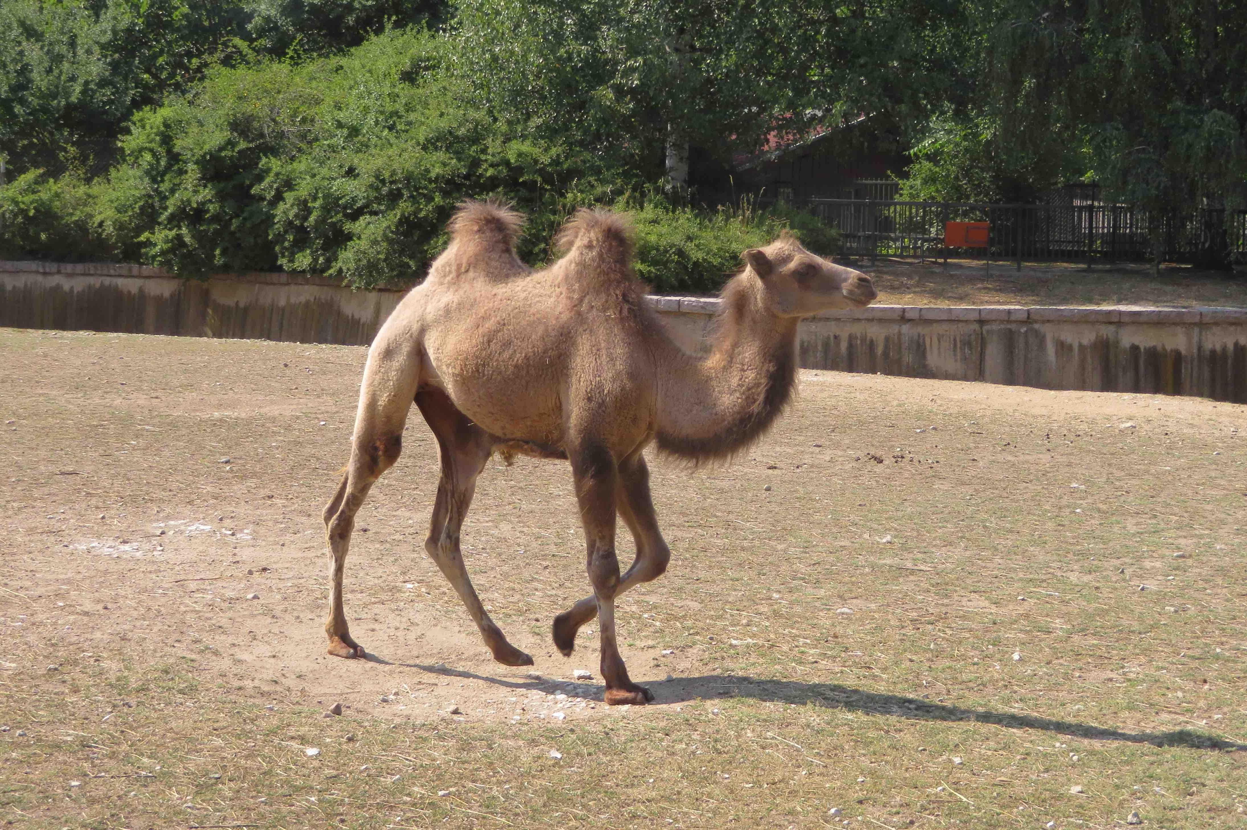 Придобивка: В Столичния зоопарк пристигнаха 4 нови двугърби камили