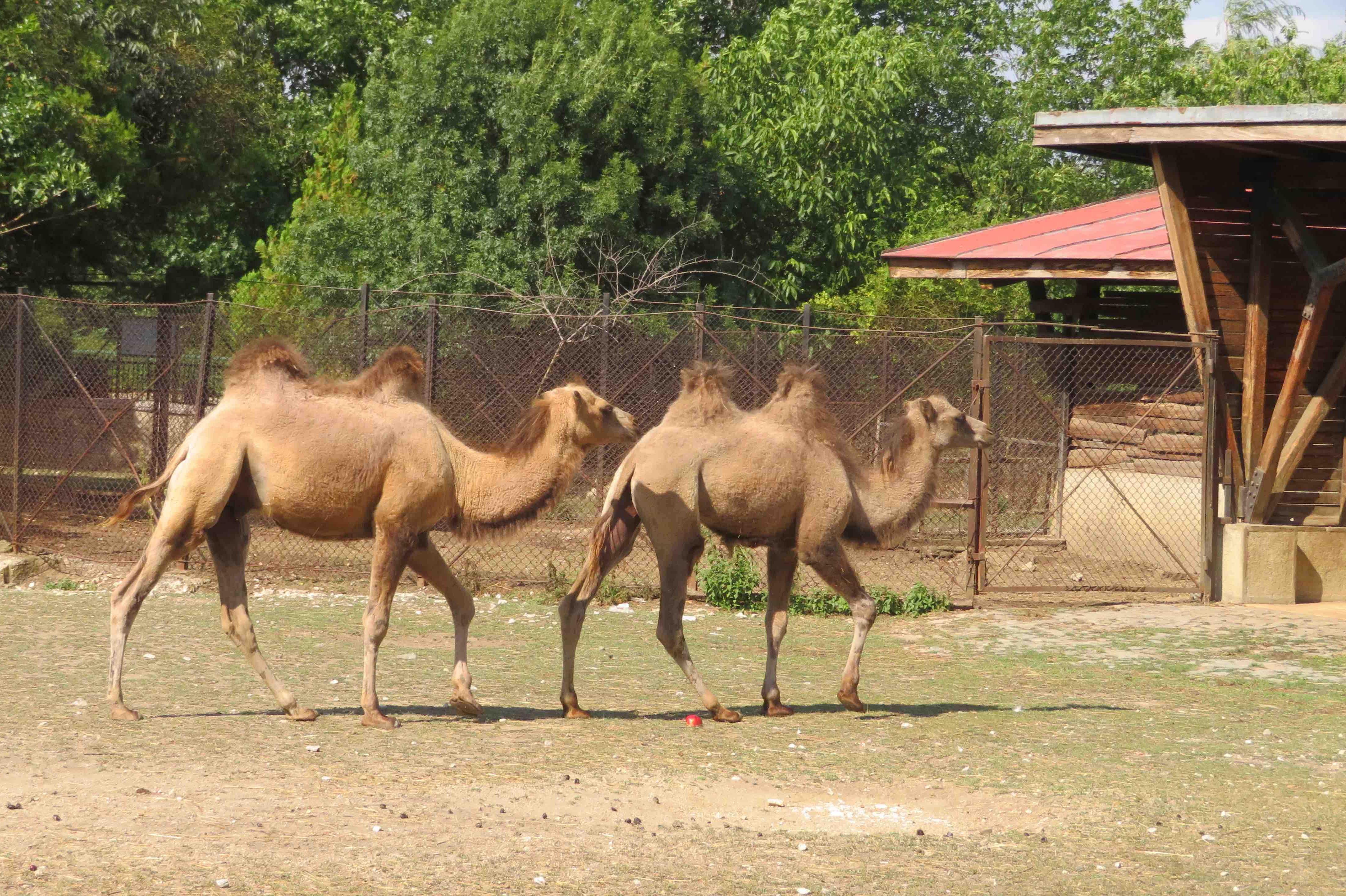 Придобивка: В Столичния зоопарк пристигнаха 4 нови двугърби камили
