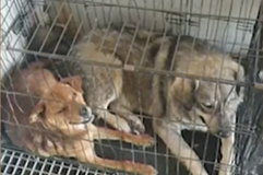 Нехуманно: Кучета затворени в клетки на сметището в Самоков в жегите
