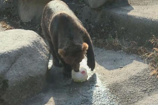 Срещу жегите: Мечките в зоопарка на София получават ледени блокчета с плодо