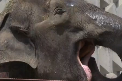 В столичния зоопарк: Спасяват от жегите слоницата Артайда с разхлаждащи бан