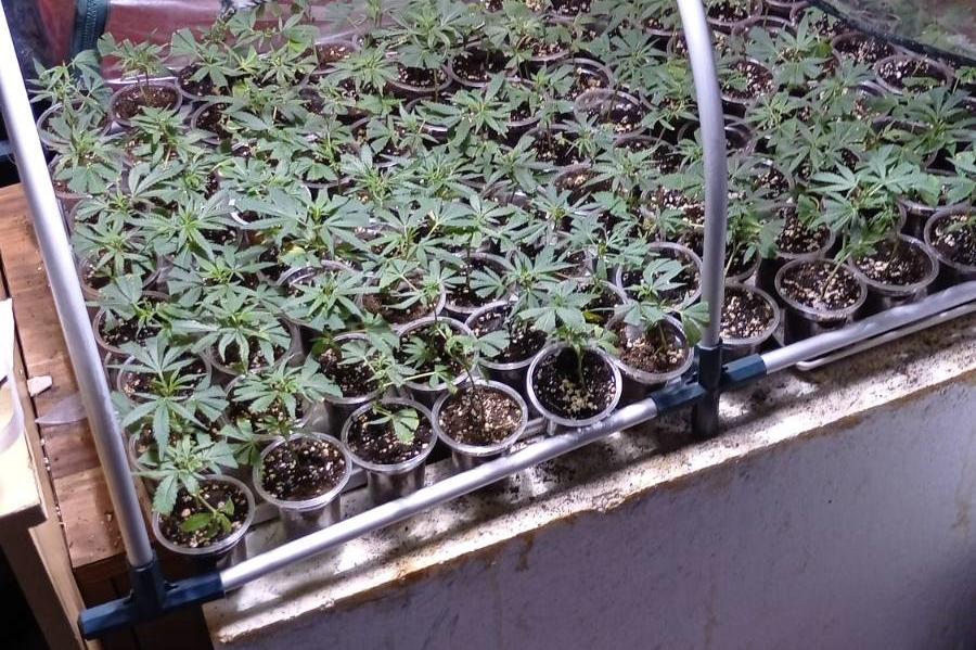 Полицията разби голяма оранжерия за марихуана в Бухово, баща и син задържан