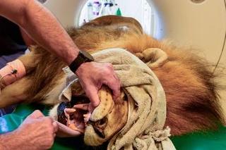 В софийския зоопарк: Направиха пълен профилактичен преглед на лъва Славчо