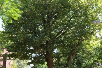 Три вековни дървета в историческата част на София са обявени за защитени