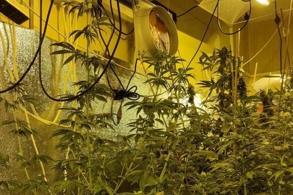 Столични полицаи разкриха модерно оборудвана оранжерия за марихуана в Слати