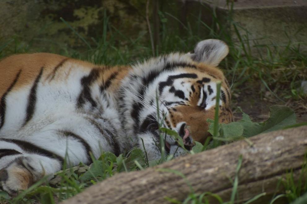В Софийската зоологическа градина има нов сибирски тигър