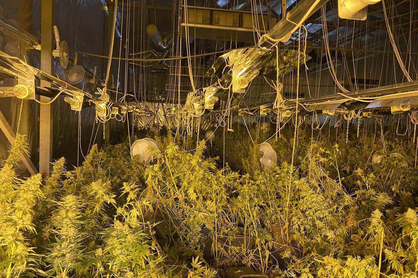 Полицията задържа столичани изградили оранжерия за марихуана