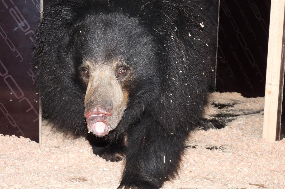 Женската бърнеста мечка Шрея пристигна в столичния зоопарк от Сингапур