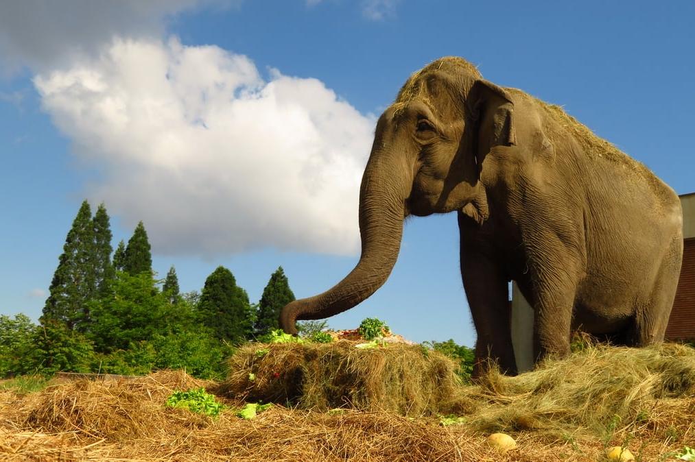 От старост почина емблематичната за Софийския зоопарк слоница Артайда