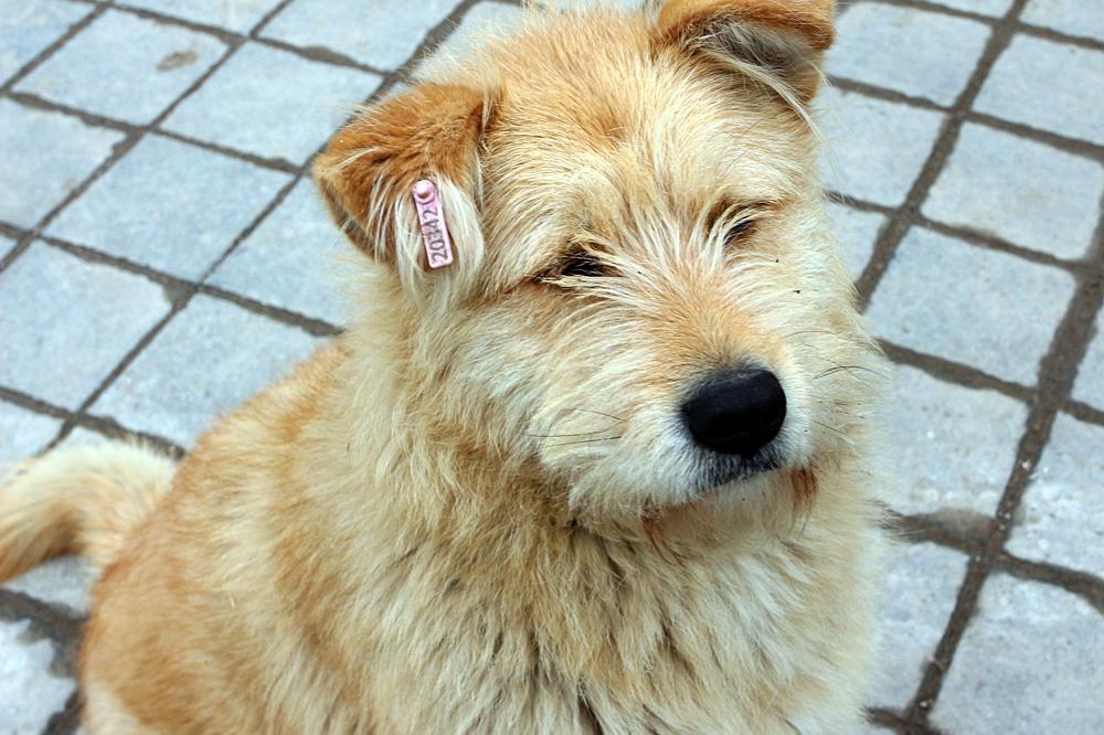 Стопани откраднаха кучето си от клиника в София, за да не платят 4200 лв.