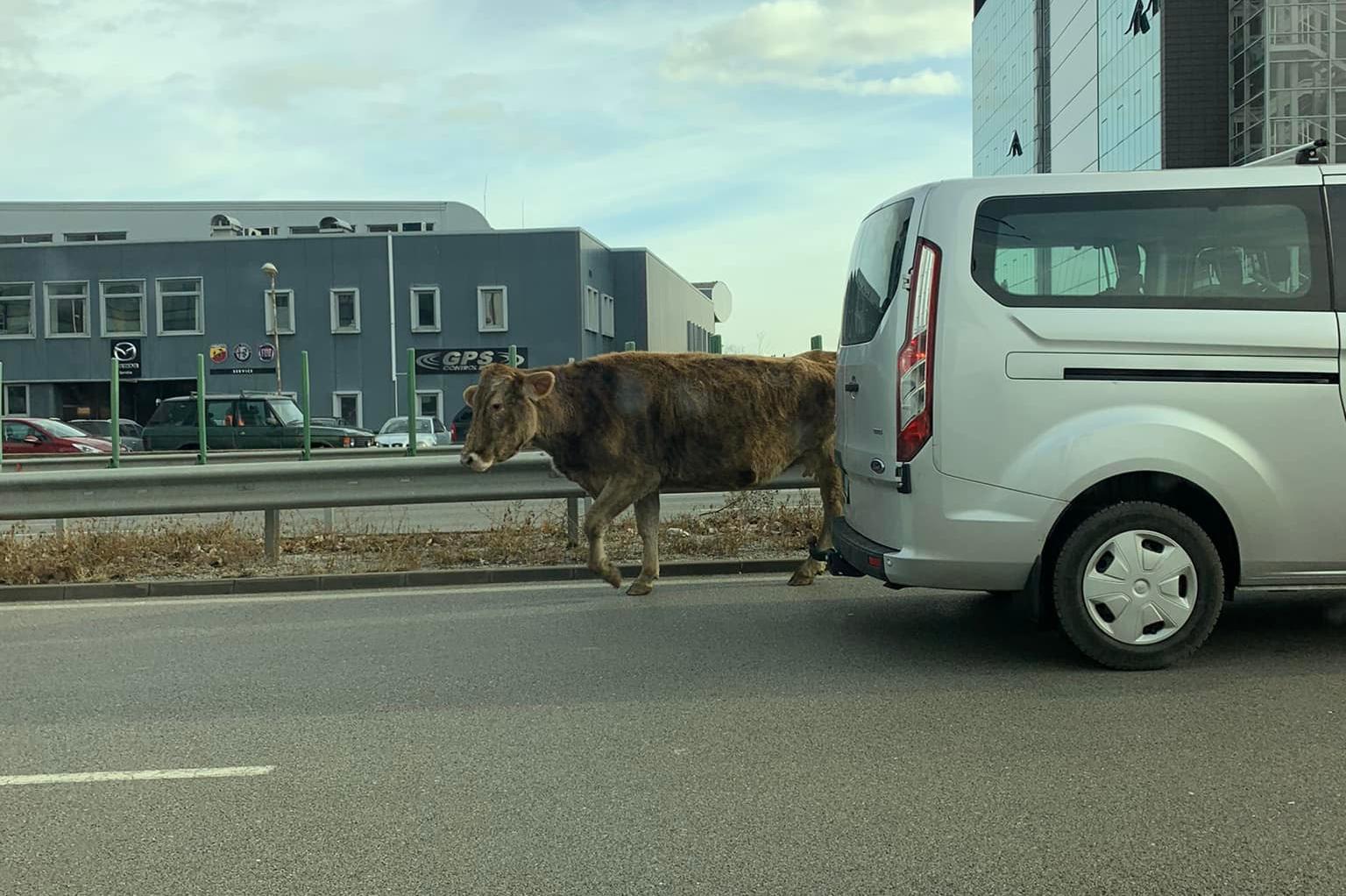 Крава влезе в насрещното на бул. "Брюксел" в София