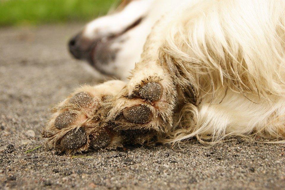 Откриха мъртво куче с липсващи крайници в Своге