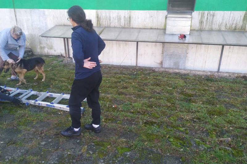 Софийската "Аварийна помощ" спаси паднало куче в дупка в Кремиковци