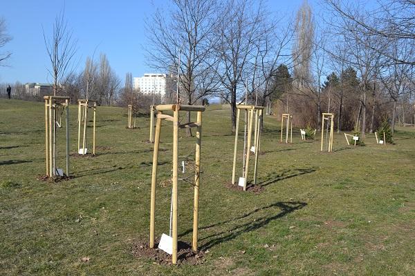 Засадиха Хумболтова горичка в Южния парк в София