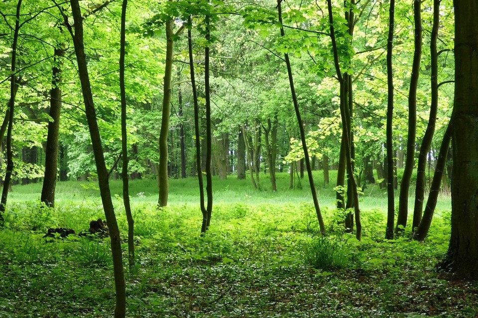 СОС одобри залесяване на гора в Нови Искър