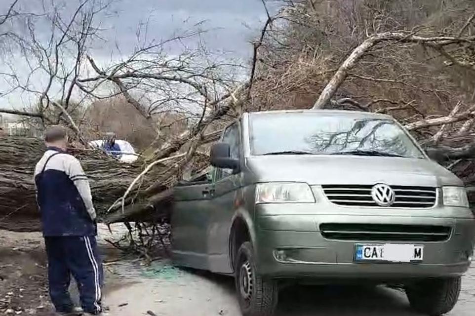 Силният вятър събори дървета върху коли в столицата