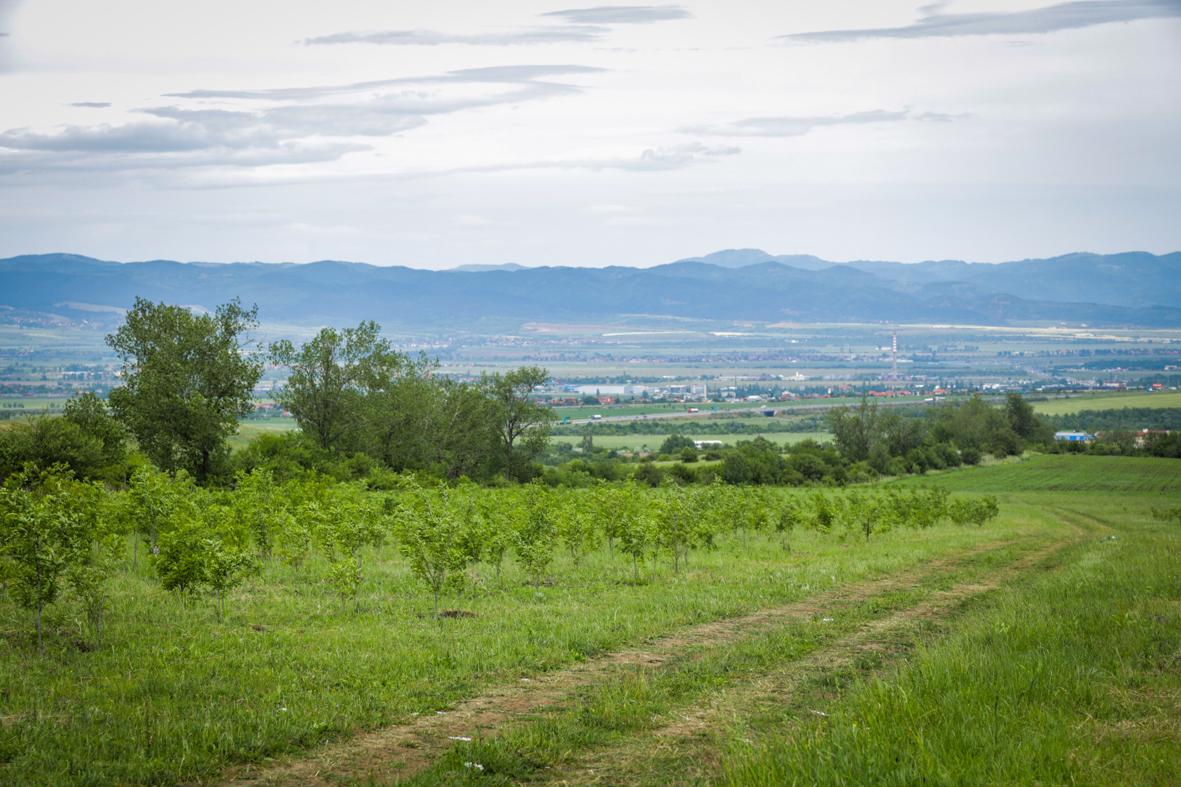86 000 фиданки ще бъдат засадени в Новата гора на София