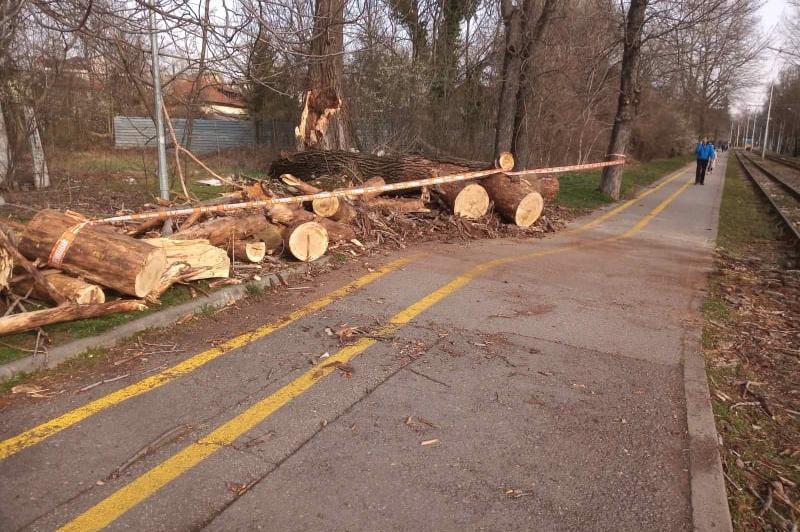 8 екипа на АПП обработиха 120 сигнала за паднали дървета в София