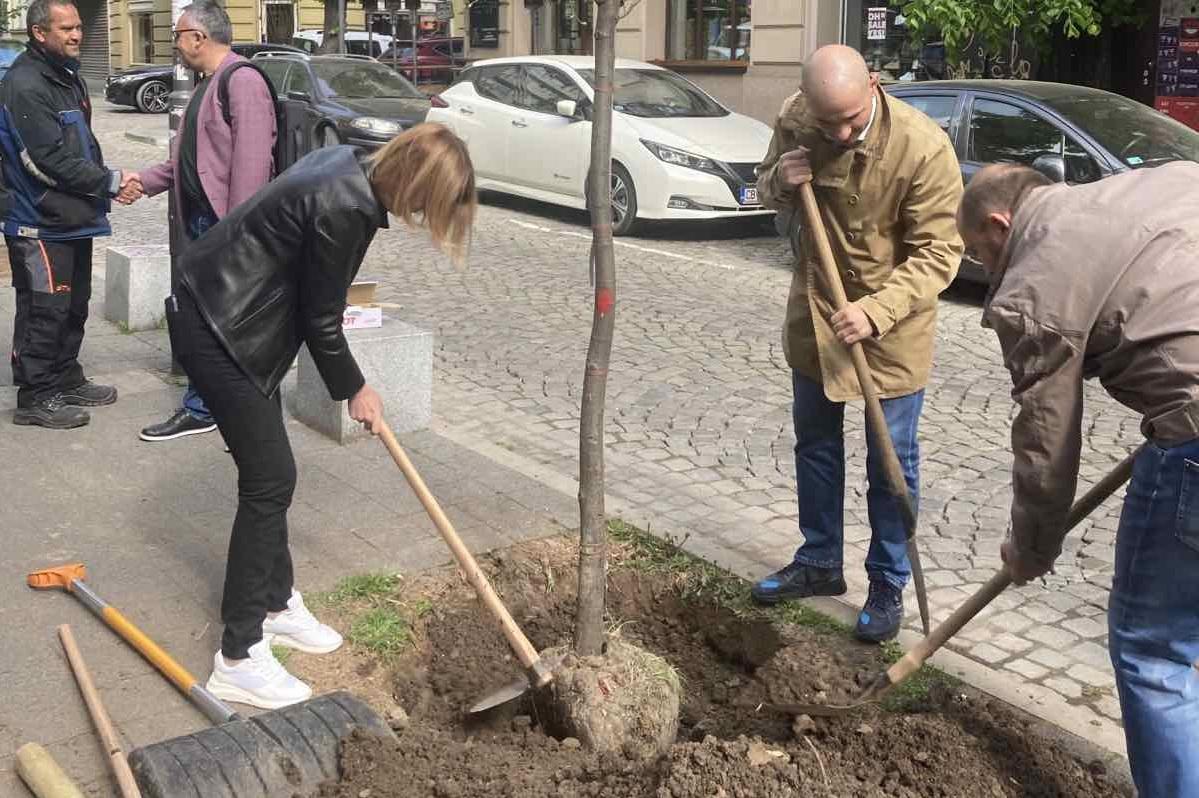 Започна засаждането на алейни дървета в София (СНИМКИ)