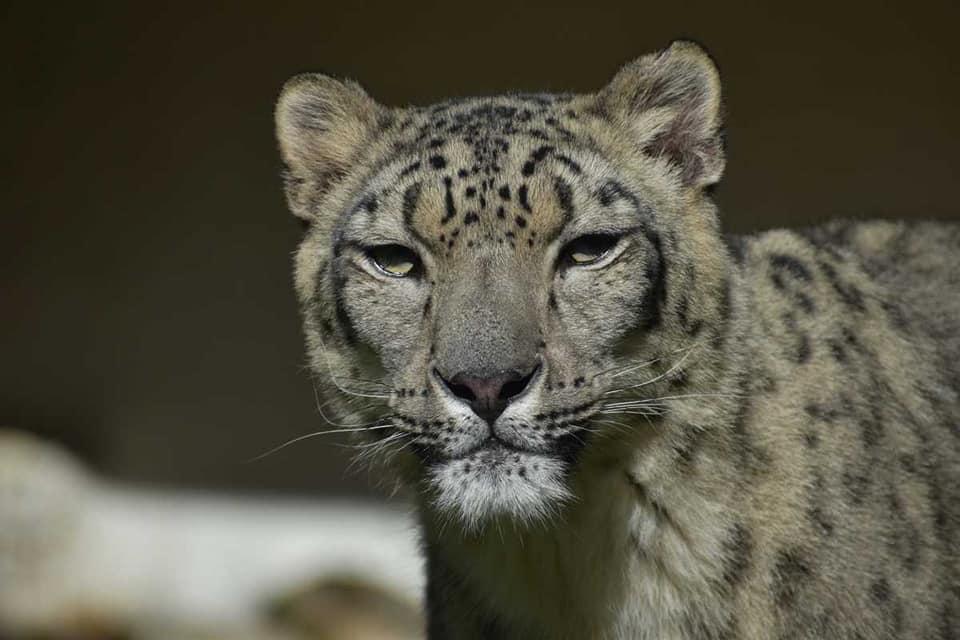 Председателят на СОС осинови леопарда Никс от Софийския зоопарк (СНИМКИ)