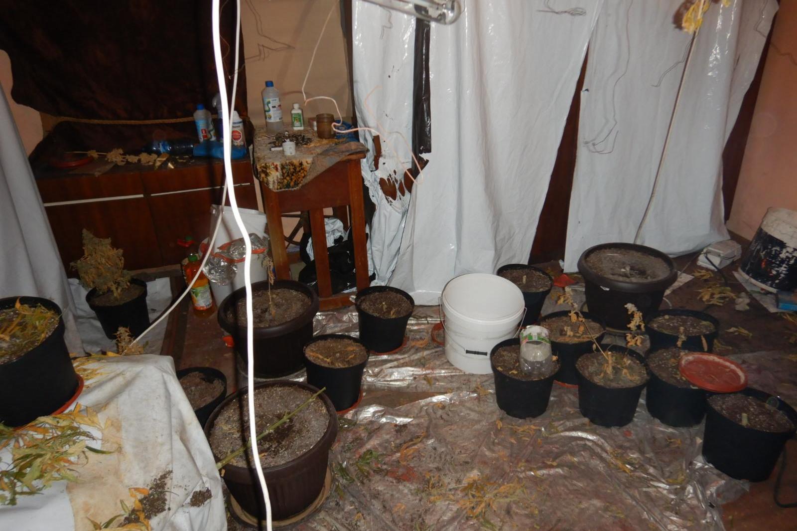 Разкриха домашна оранжерия за канабис в Самоковско (СНИМКИ)