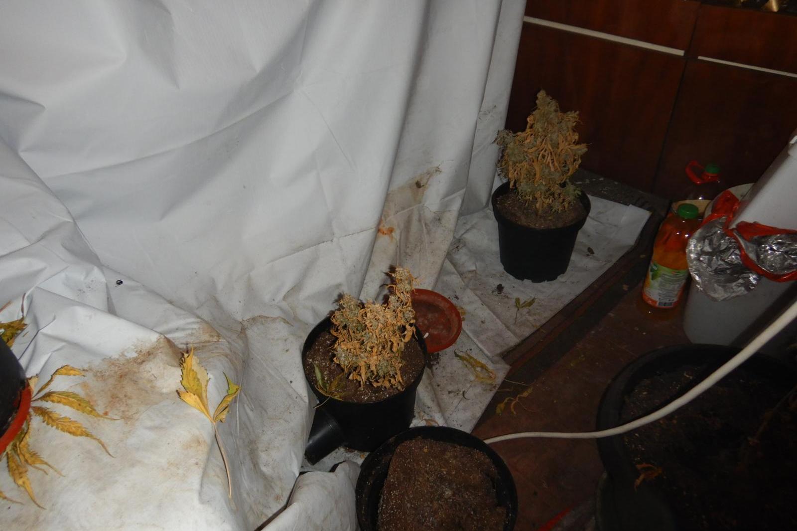Разкриха домашна оранжерия за канабис в Самоковско (СНИМКИ)