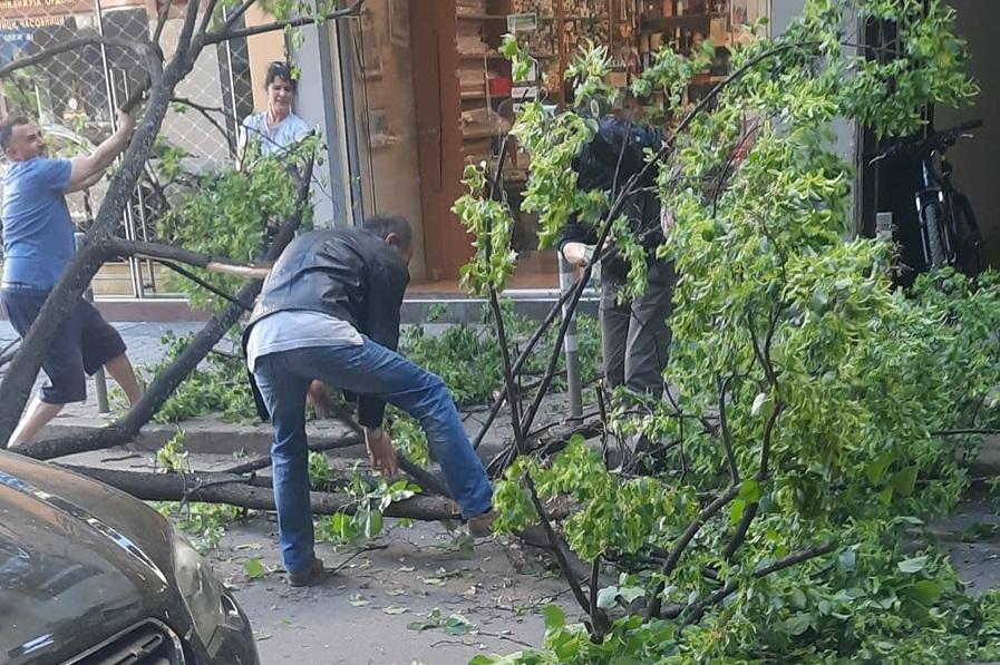 Дърво падна на софийската "Княз Борис I", няма пострадали хора
