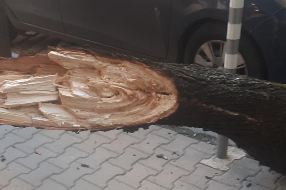 Дърво падна на софийската "Княз Борис I", няма пострадали хора