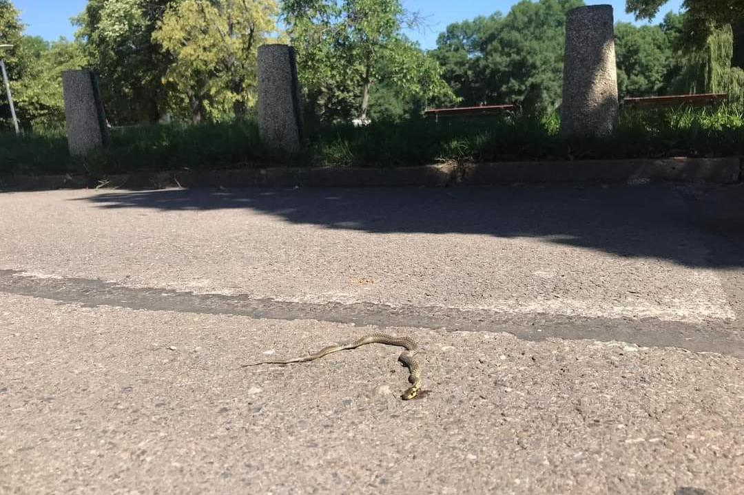 Змии плашат столичани в парк „Лебеда“