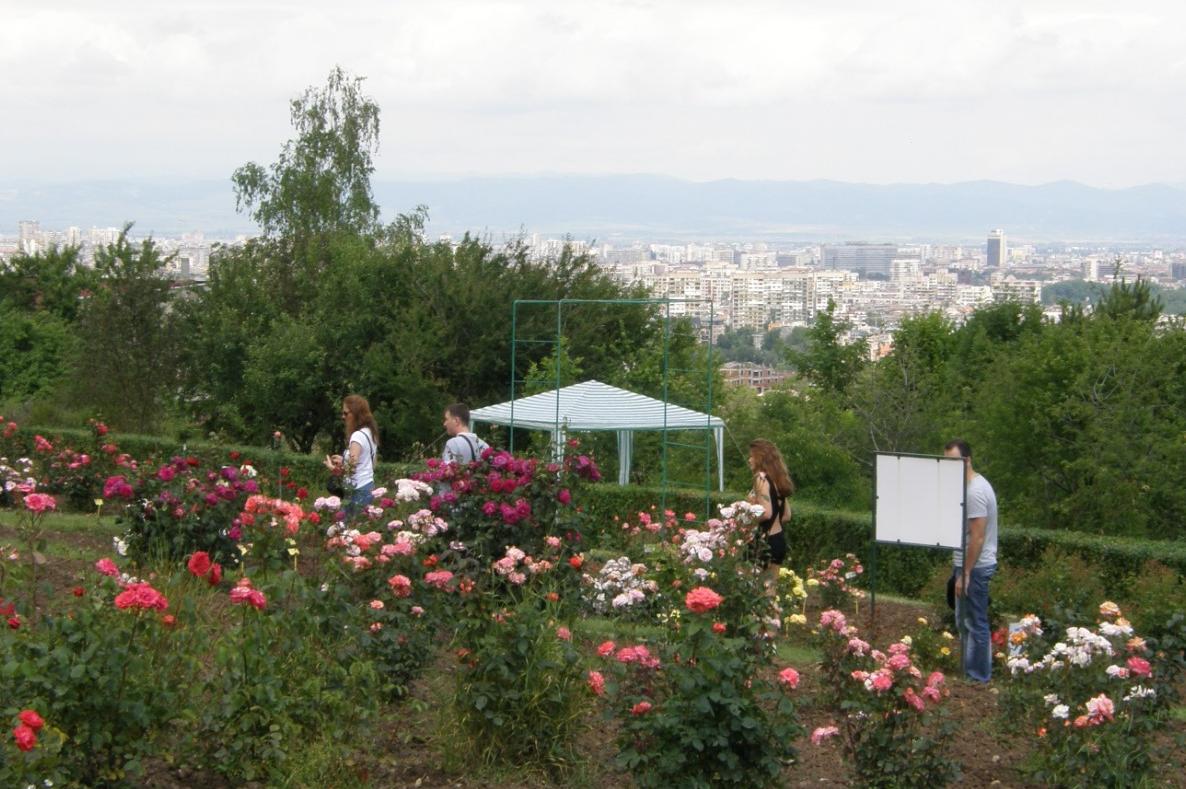 "Дни на розите и билките" за Еньовден в София