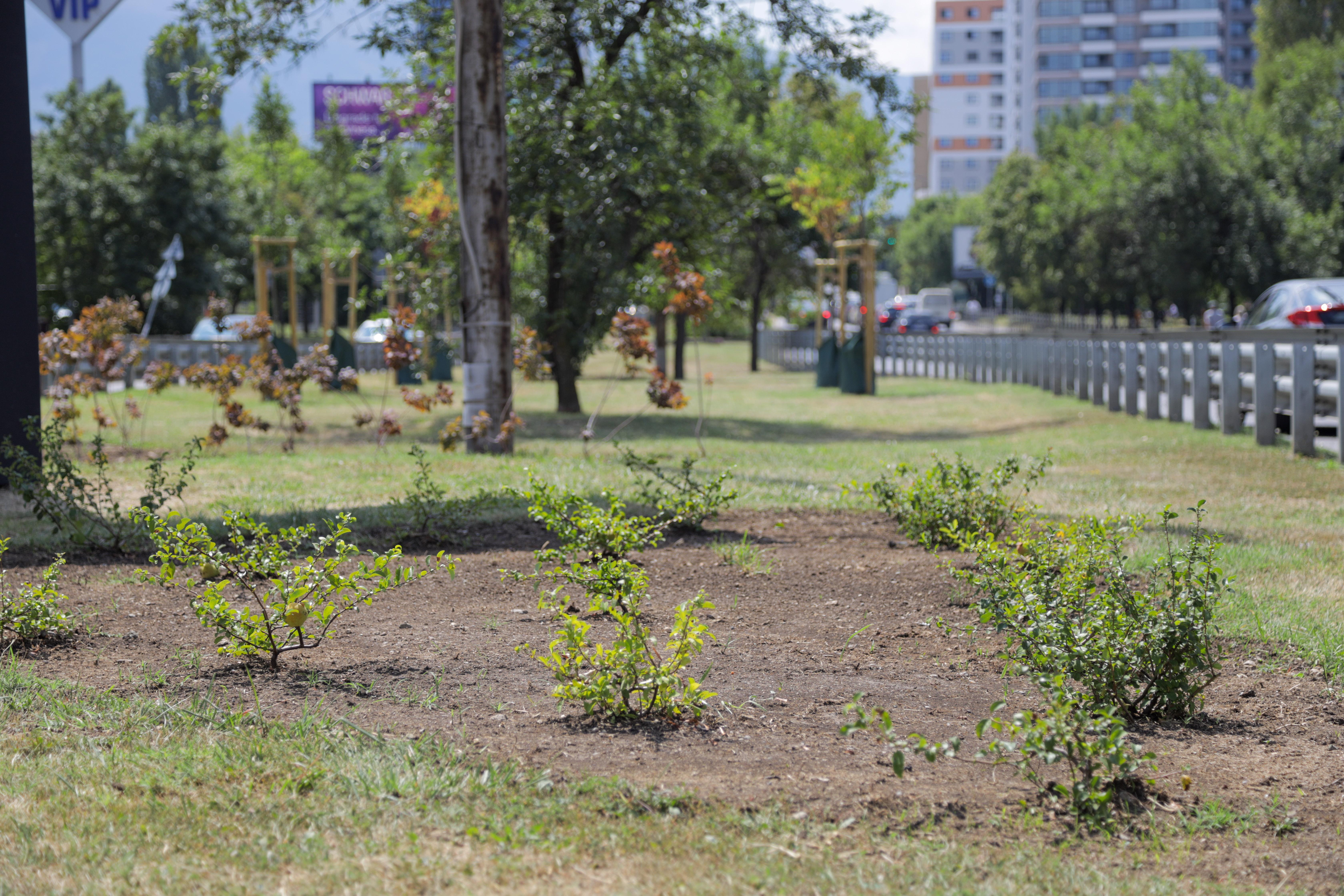 Засадиха 18 дървета на бул. „Г. М. Димитров“ в столицата