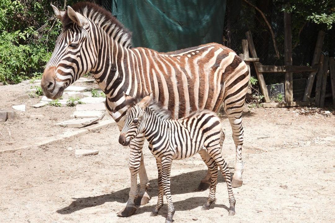 За празника на София столичният зоопарк посреща посетители безплатно