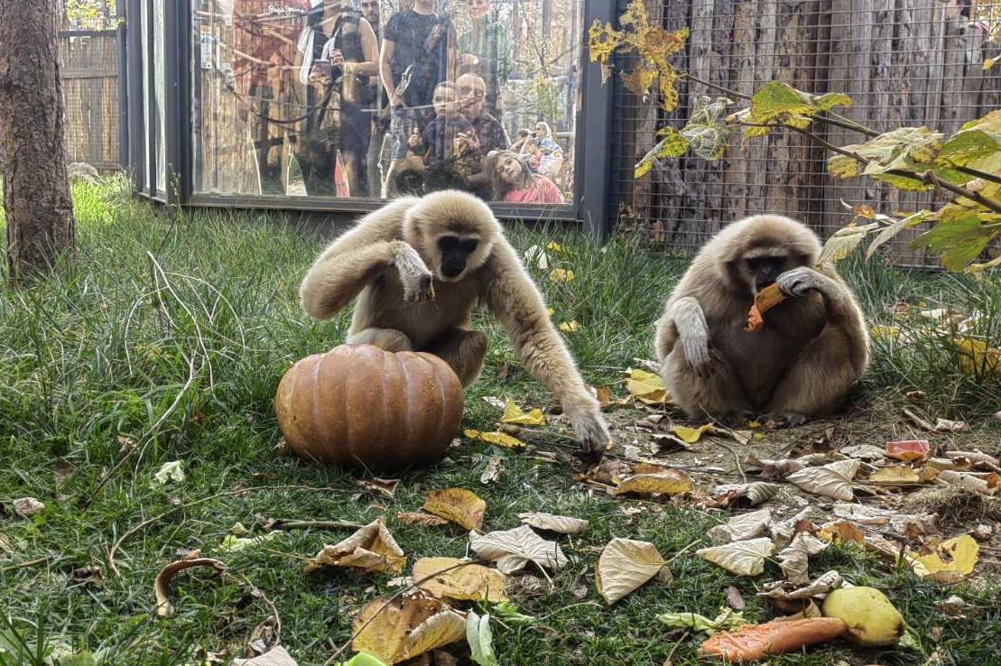Тикви, пълни с лакомства, зарадваха маймунките в столичния зоопарк (СНИМКИ)