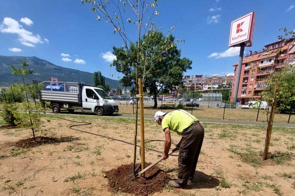 За две години: Близо 300 дръвчета направиха район Студентски по-зелен (СНИМ
