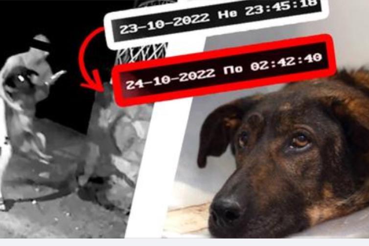 Мъж измъчва бездомно куче в София. Столичани искат линч за садиста (ВИДЕО)