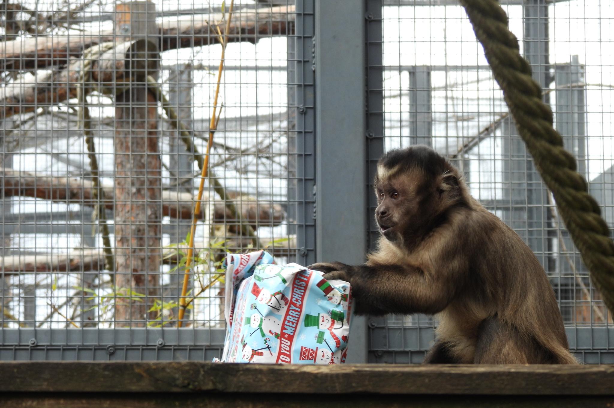 Столичният зоопарк работи без почивен ден и по празниците