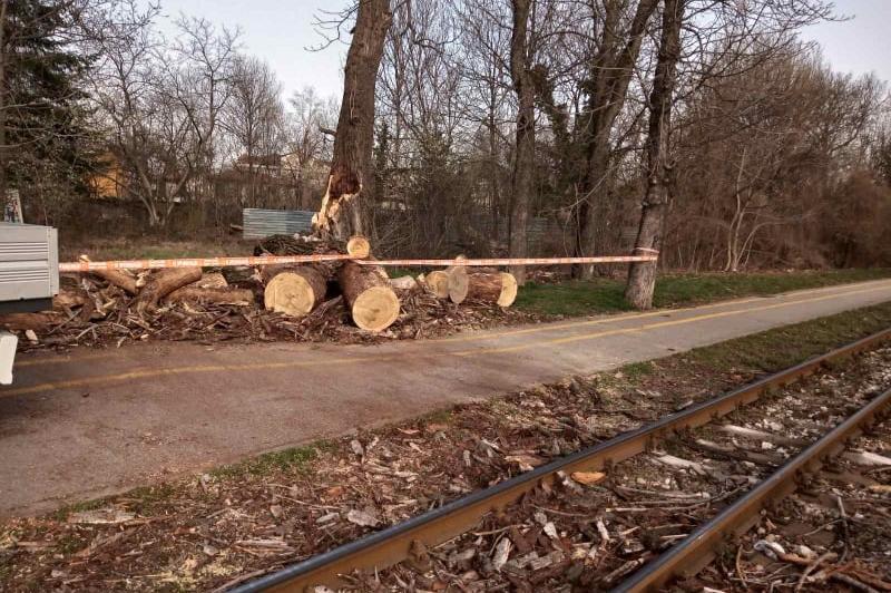 Екипите на АПП отстраниха паднали от вятъра дървета в София