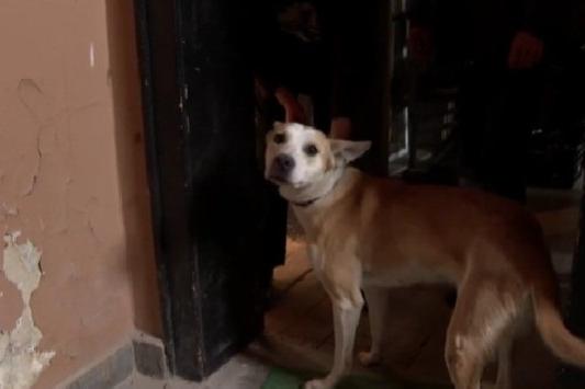 Неизвестни разбиха апартамент в София, за да „освободят“ куче