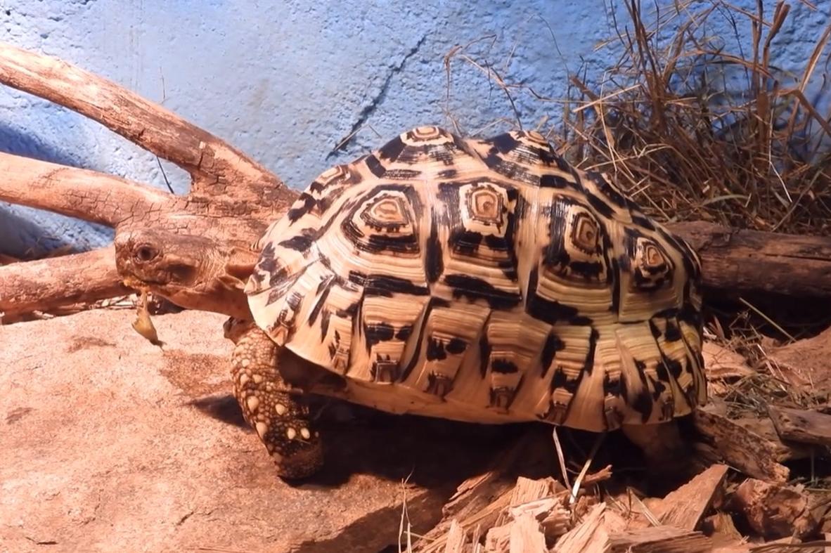 Пантеровата костенурка и йеменски хамелеон са сред обитателите на Софийския