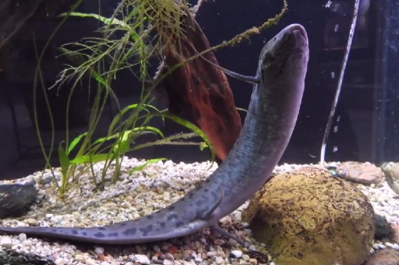 Нови видове риби плуват в терариума на Софийския зоопарк