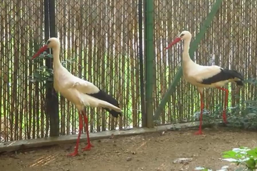 Софийският зоопарк приюти два бели щъркела (ВИДЕО)