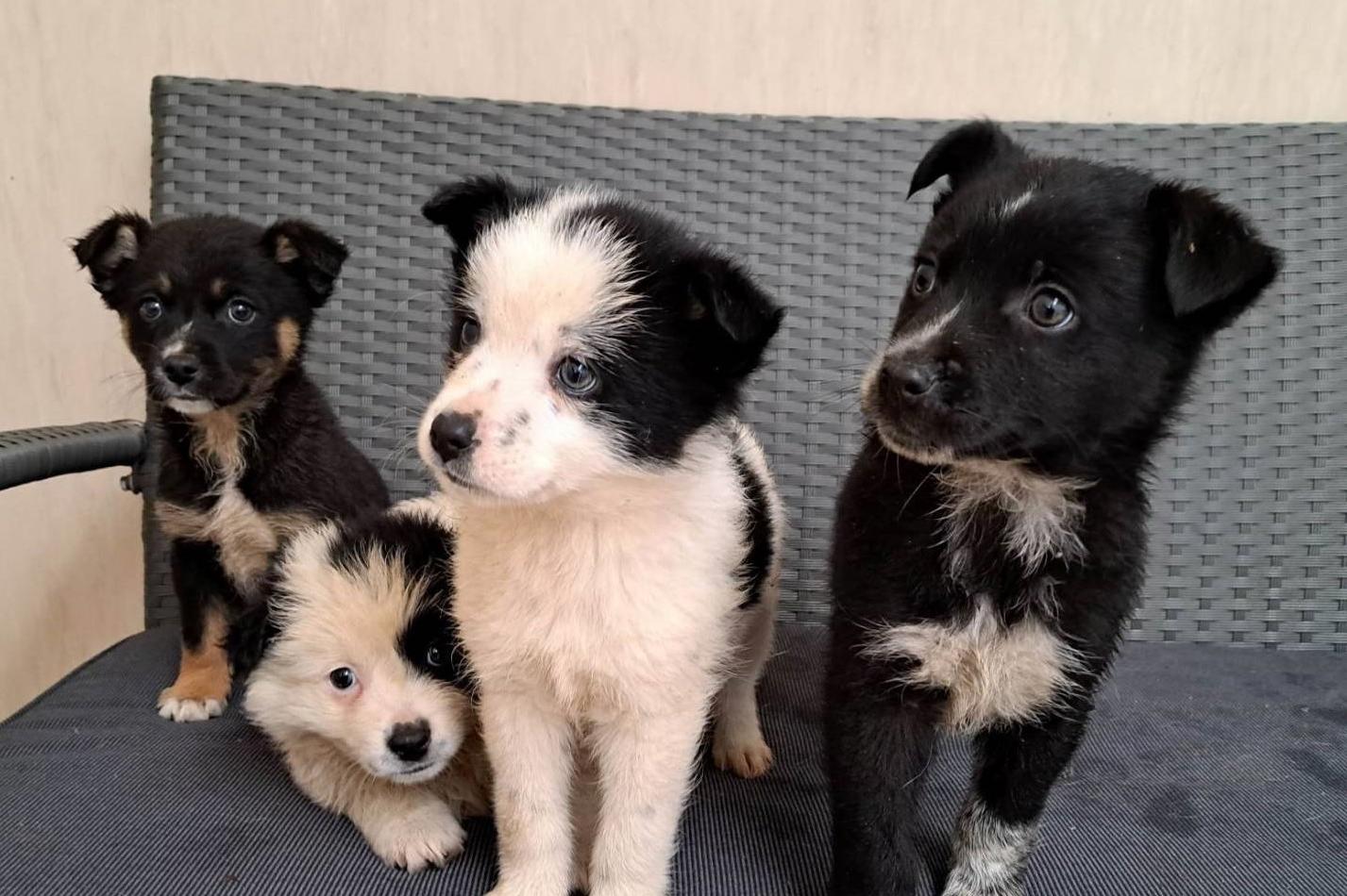 За два месеца: 133 кучета са осиновени от приютите в София